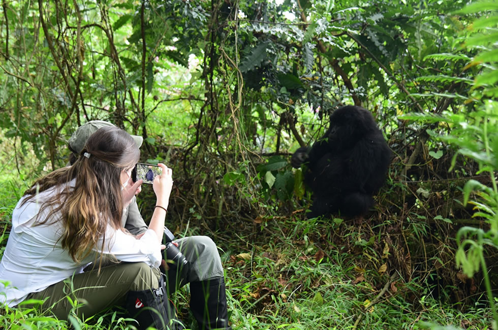 How to Find a Discounted Rwanda Primate Safari