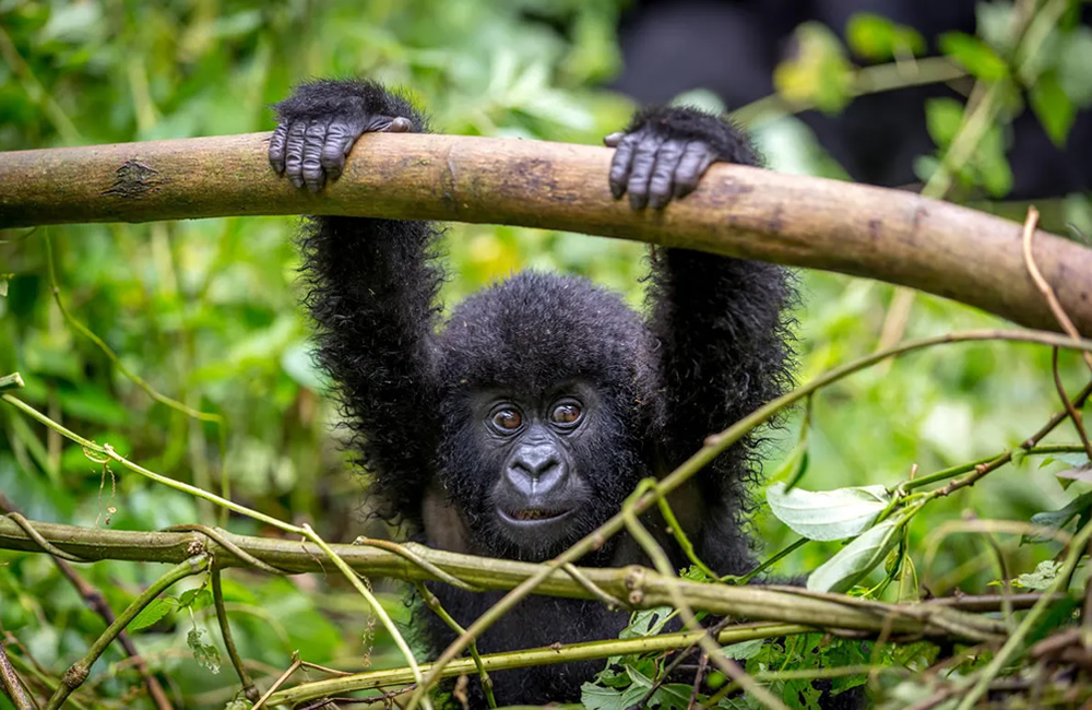 Day Trip to Rwanda’s Mountain Gorillas