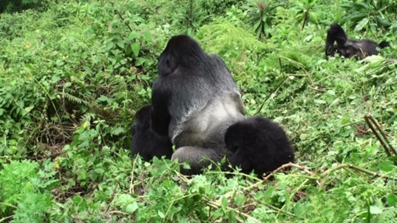 Why Go Gorilla Trekking in Rwanda