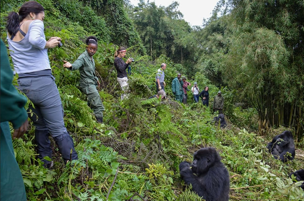 When is the Best Time to Visit Rwanda Gorillas?